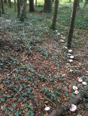 fairy circle2